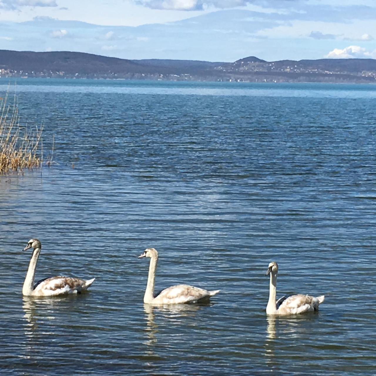 Beach Resident Balatonszárszó Eksteriør billede